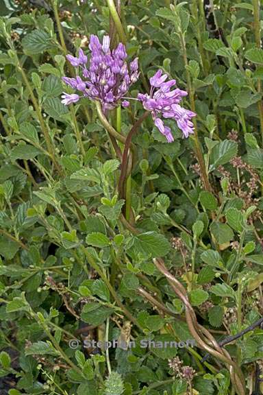 dichelostemma volubile 3 graphic